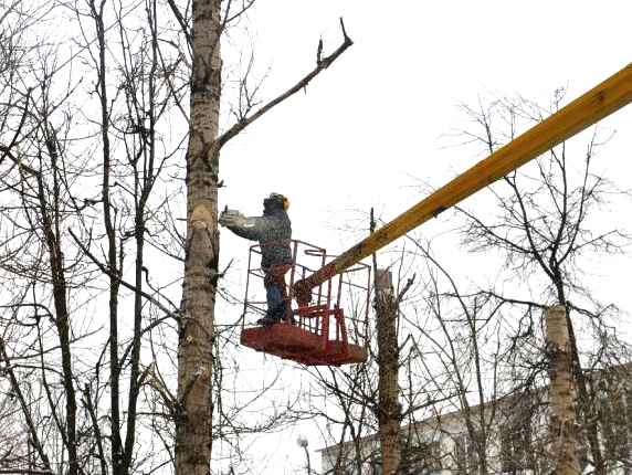 Дерево пока