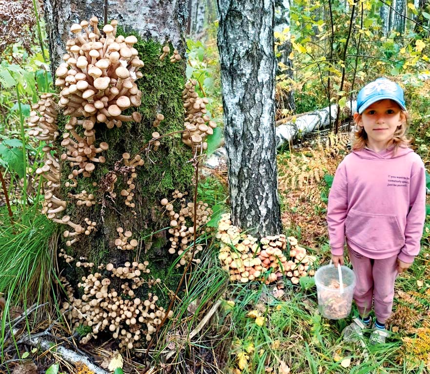 Какие сейчас грибы. Осенние опята ложные. Опята в Подмосковье. Грибы опенок скученный. Грибница опят.